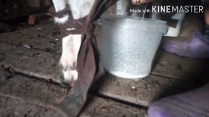 Как правильно связывать козу