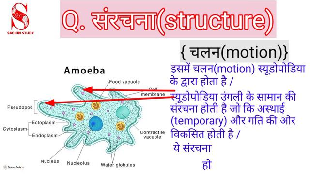 अमब क सरचन लकषण वजञनक नम वरगकरण structure of amoeba symptoms by SACHIN STUDY