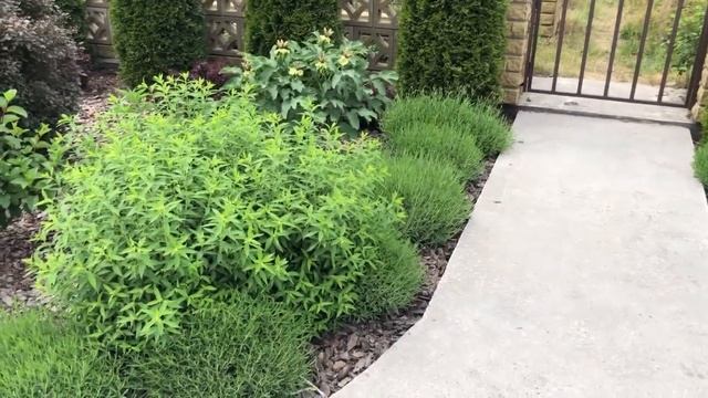 Обзор клумбы с названиями растений смотреть онлайн