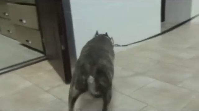 Опухоли костей у собак смотреть онлайн