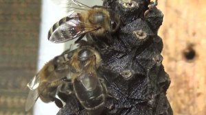 Как пчелы купаются.How bees bathe.