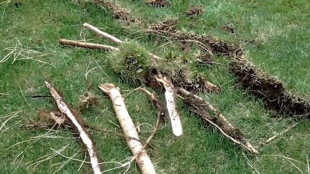 США. Корень- змея на нашем участке..Spokane. смотреть онлайн