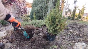 Высадка коники в открытый грунт