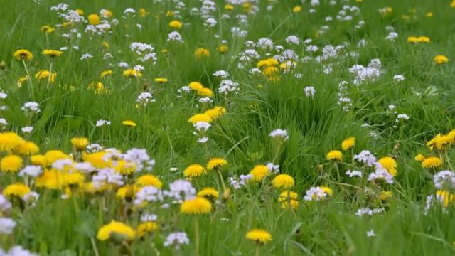 Пока живой, приучай себя к этой мысли. Преподобный Силуан Афонский. смотреть онлайн