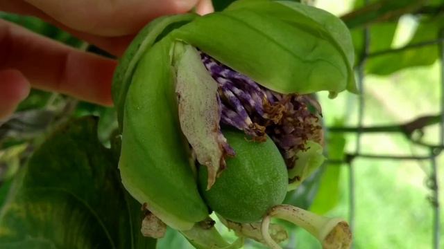 Cultivo granadilla
