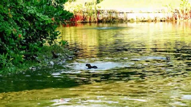 6 Adult 4 Pups Otter 1 Monitor Lizard @ Jurong Lake Garden 12月11日 Part 3 смотреть онлайн
