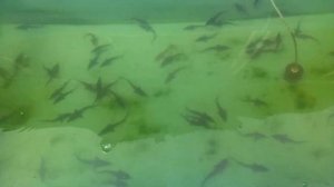 Осетровые в домашнем УЗВ