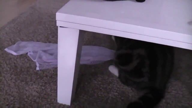 Кот протирает полы! смотреть онлайн