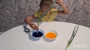 ?эксперимент-наблюдение? (гипотеза: вода движется вверх по стеблю от корня до самого верха растения