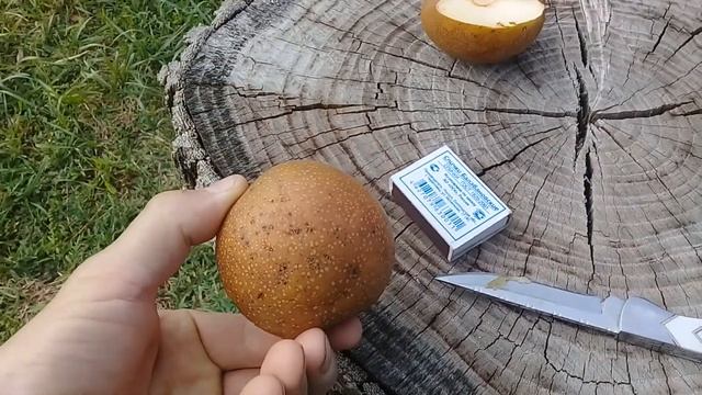 Наша груша Нэша. Собираем урожай. смотреть онлайн