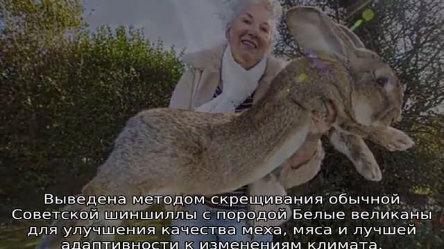 Самый большой кролик в мире