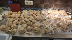 Китайский ежовик гребенчатый