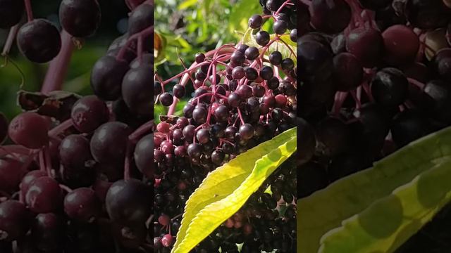 Бузина Чёрная