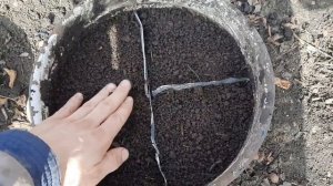 Как посадить семена помидор для получения рассады №1