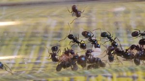 Messor barbarus (красноголовый муравей-жнец)