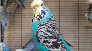 ? Учим попугая по имени Кеша говорить. Видеоурок 4: "Кеша солнышко"