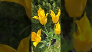 Тюльпан лилиецветный Флешбэк / Tulipa lilyflowered Flashback