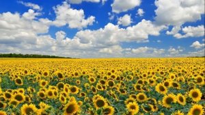 Парень с гармошкой - слушание музыки в детском саду