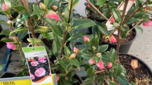 Camellia Rose Primula Plants Flowers Available in Home Depot Dollar Store