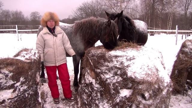 Подойти к лошади сзади. Табу?