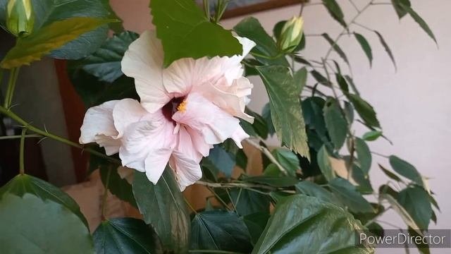 КОМНАТНЫЙ ГИБИСКУС великолепное Цветение!!!?//#Hibiscus