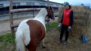 Шетлендский пони: Масяня