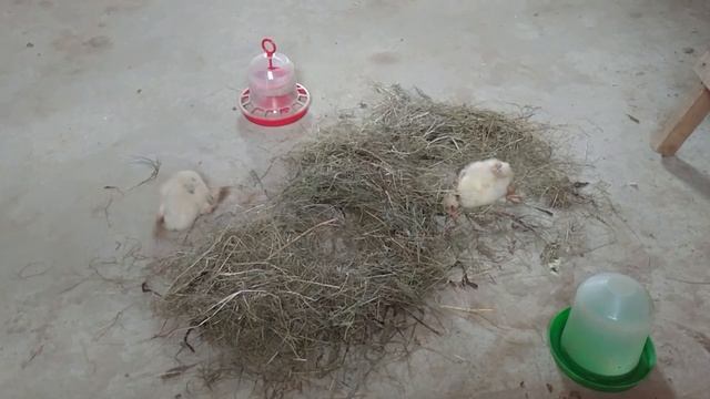 Страшная болезнь гусей сальмонелла - сальмонеллёз у гусей смотреть онлайн