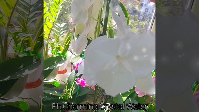 Ты красива, это правда? #ОРХИДЕИ #ФАЛЕНОПСИС?Phal.Charming Crystal Water? #цветы #растения #short