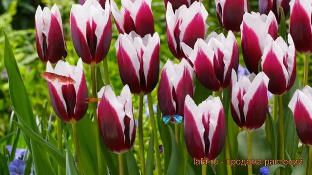 Тюльпан обыкновенный Шпицберген 🌿 обзор: как сажать, луковицы тюльпаны Шпицберген