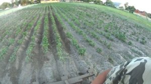 окучивание картофеля трактором