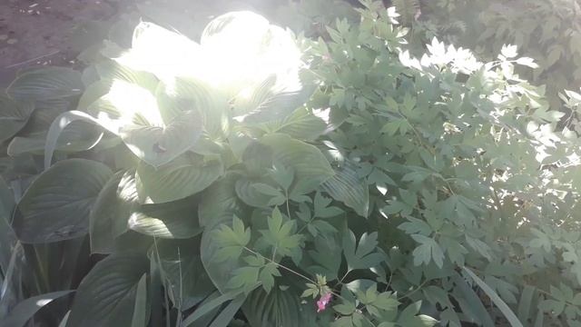 КАК СТАТЬ СТРОЙНОЙ БЕЗ ДИЕТ И СПОРТА? ЯПОНСКИЙ МЕТОД ПОХУДЕНИЯ ПРИ ПОМОЩИ ПОЛОТЕНЦА | КАК ПОХУДЕТЬ смотреть онлайн