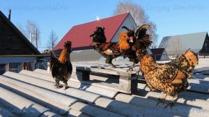 Pavlovskie chickens, Павловские куры Март 2019