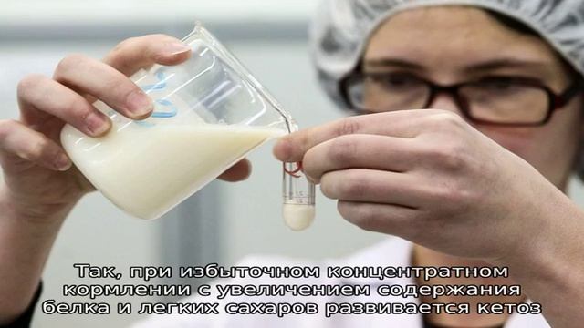 Горькое молоко у коровы – как устранить смотреть онлайн