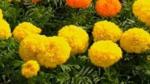 Бархатцы. Простые советы по выращиванию, посадке, уходу.