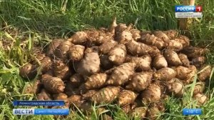 Мировая премьера сортов топинамбура Пасько и Солнечный