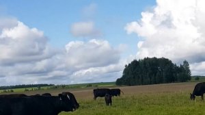 Монстры БЫКИ ломают КОРОВ. #АбердинАнгус, #AberdeenAngus, #Bull #крс