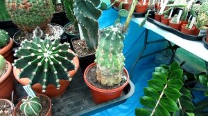 Echinopsis subdenudata Cactus 20 years old in beautiful Flower in the Polytunnel