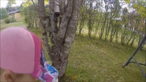 ПТИЦЫ ПОД КРЫШЕЙ. ЧТО ДЕЛАТЬ???