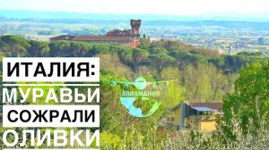Муравьи сожрали все оливки в Италии| Из Монтекатини-Терме в Монтекатини-Альто терренкур |#Авиамания