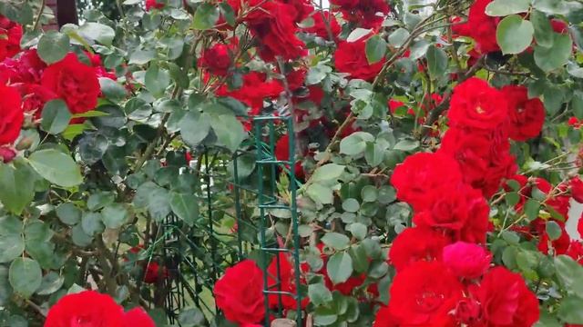 Rose Amadeus смотреть онлайн