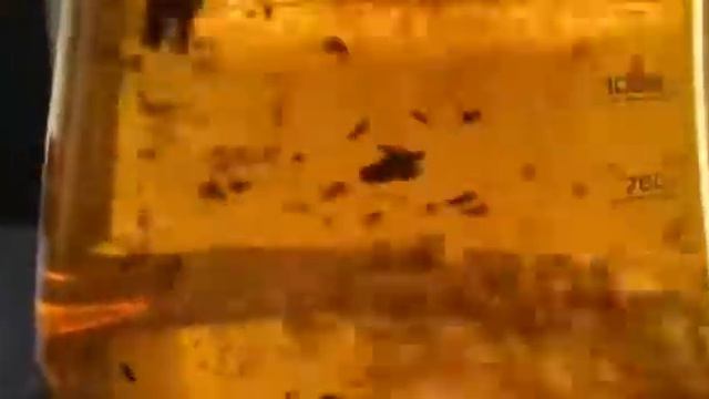 Утренний чай видеоролик смотреть онлайн