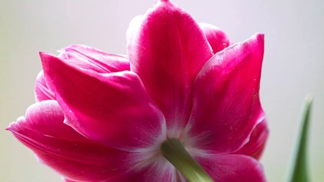 Tulipa Columbus смотреть онлайн