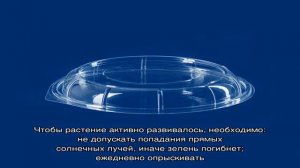 Как вырастить яванский мох на синтепоне для аквариума