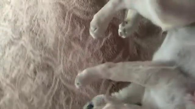 Ми-ми-ми щенок чихуахуа продается Гламурный Альтаир смотреть онлайн