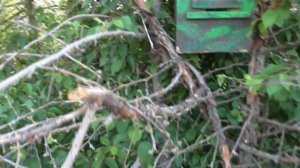 ПОЙМАЛ 4 РОЯ ЗА 4 ДНЯ! Первая проверка ловушек Поймал рои в ловушки Роеловство 2022 Ловушки для пчё