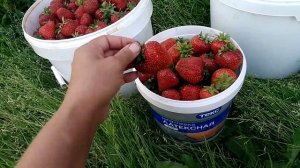 Земляника Гигантелла Максим, Деройял, Полка, Лорд и другие...