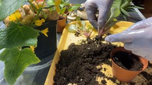 Как разделить сильно разросшуюся фиалку / Подробно от начала до конца