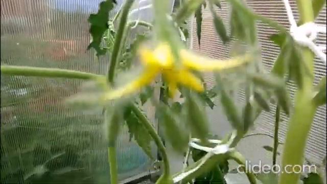 Как растет самый урожайный сорт. Период роста Золотого лимона смотреть онлайн