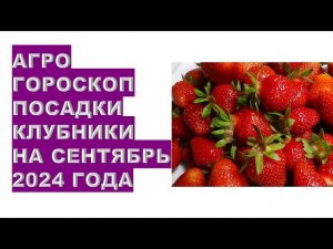 Агрогороскоп посадки клубники всентябре2024Agrohoroscope for planting strawberries in September 2024