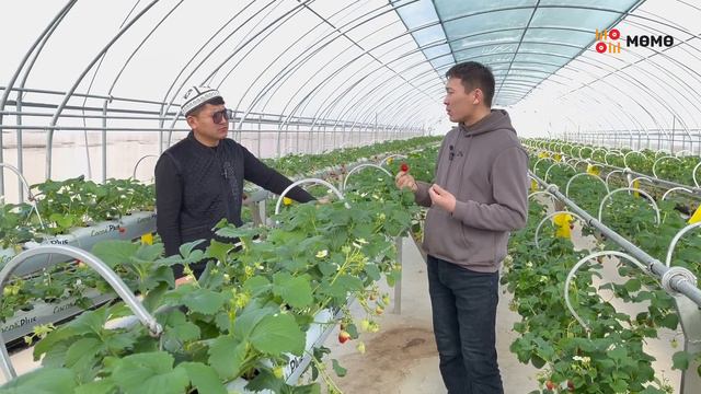 Дыйкан галстук тагынып, шым костюм кийип жүргөндөй шарт түзөбүз смотреть онлайн